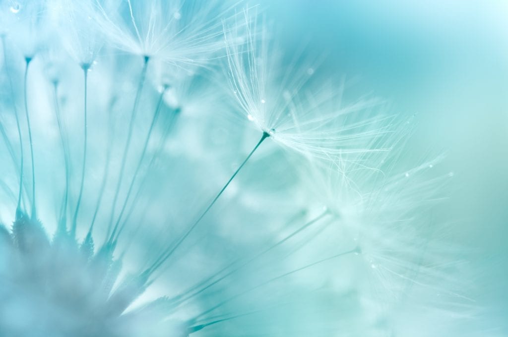 Close-up of a dandelion releasing seeds, symbolising change, clarity and transformation.